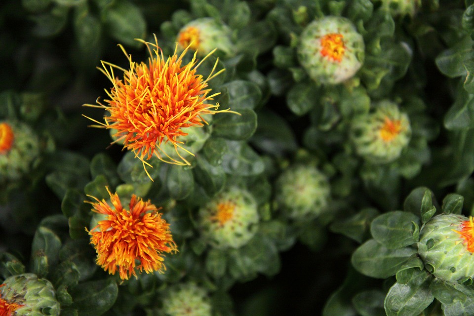 Safflower Oil: 5 Reasons Why This Good Fatty Component Should Be