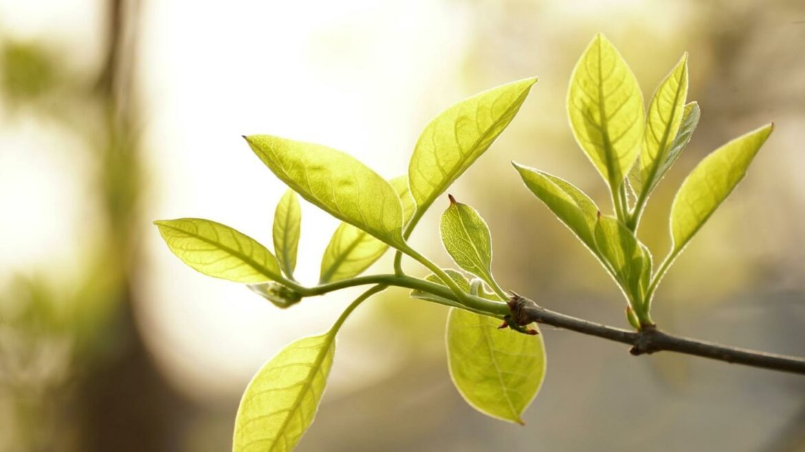 Tea Tree Plant